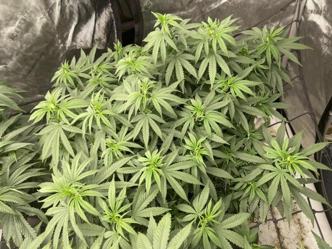 Orange Bud & Cherry Poppers (OGgrow). Week 11 - Tag 87