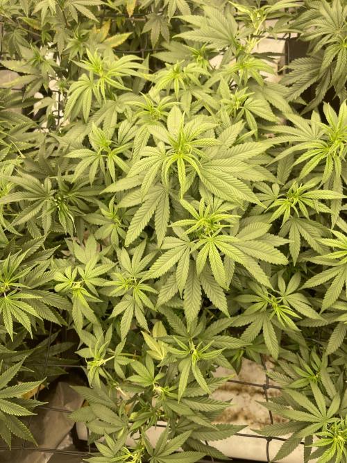 Orange Bud & Cherry Poppers (OGgrow). Week 11 - Tag 87