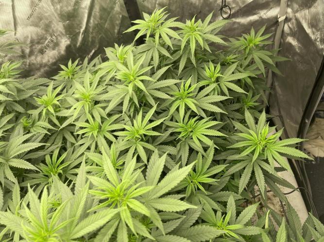 Orange Bud & Cherry Poppers (OGgrow). Week 12 - #2 Tag 91