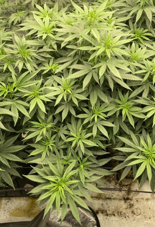 Orange Bud & Cherry Poppers (OGgrow). Week 12 - #1 Tag 91