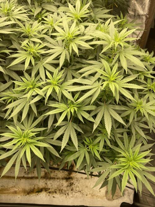 Orange Bud & Cherry Poppers (OGgrow). Week 13 - Tag 96 #2