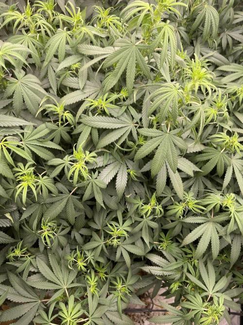 Orange Bud & Cherry Poppers (OGgrow). Week 13 - Tag 96 #1