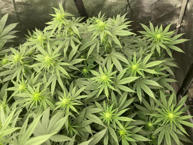 Orange Bud & Cherry Poppers (OGgrow). Week 14 - Tag 105 #2