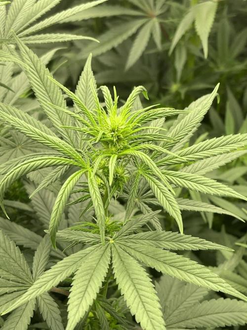 Orange Bud & Cherry Poppers (OGgrow). Week 14 - Bud #1