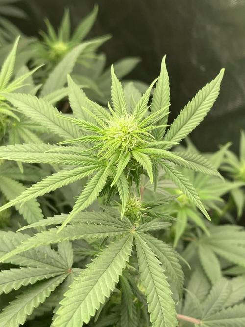 Orange Bud & Cherry Poppers (OGgrow). Week 14 - Bud #2