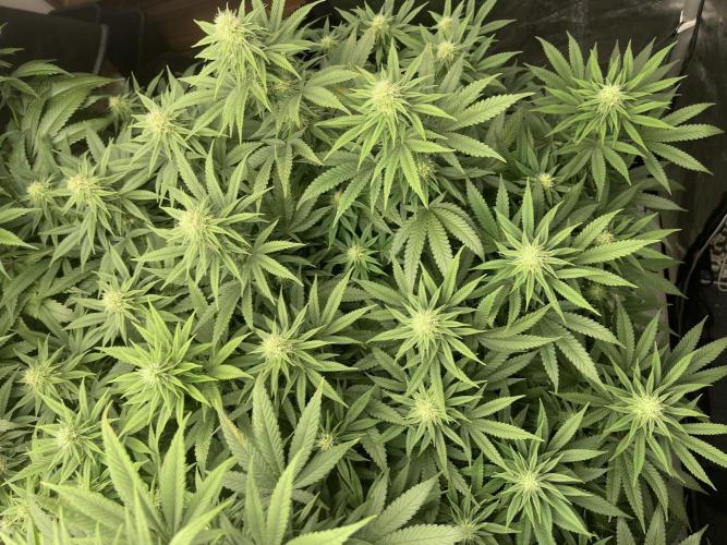 Orange Bud & Cherry Poppers (OGgrow). Week 15 - #2 day 116