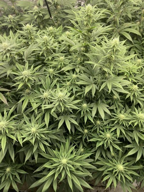 Orange Bud & Cherry Poppers (OGgrow). Week 15 - #1 day 116