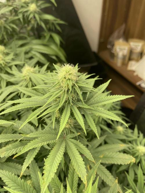 Orange Bud & Cherry Poppers (OGgrow). Week 15 - Bud #2