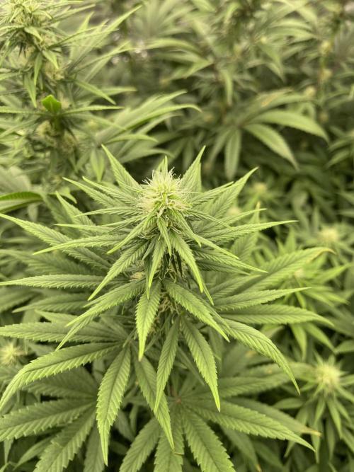 Orange Bud & Cherry Poppers (OGgrow). Week 15 - Bud #1