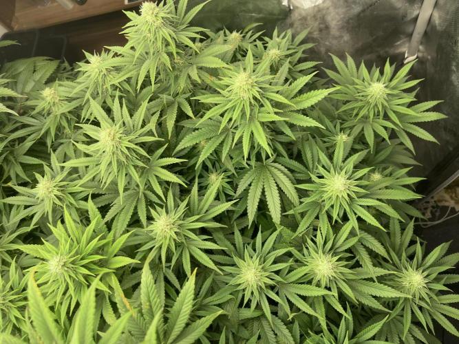 Orange Bud & Cherry Poppers (OGgrow). Week 16 - #2 119