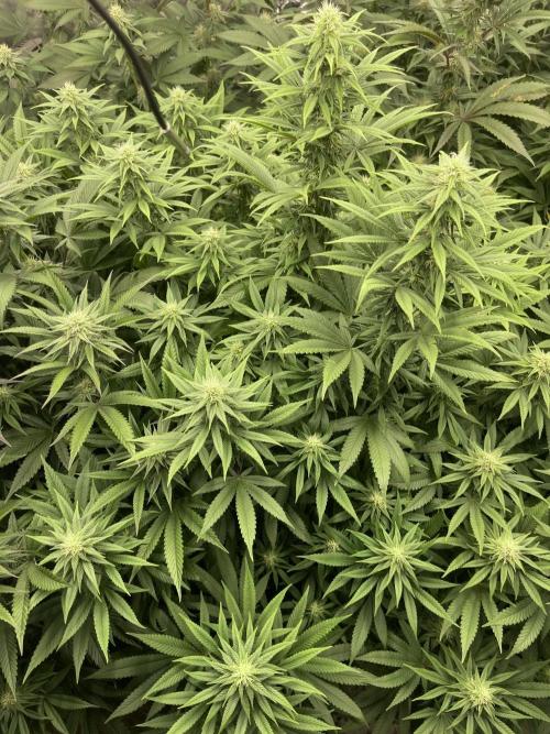 Orange Bud & Cherry Poppers (OGgrow). Week 16 - #1 119