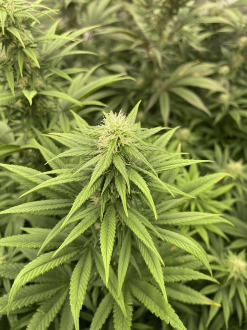 Orange Bud & Cherry Poppers (OGgrow). Week 16 - Bud #1