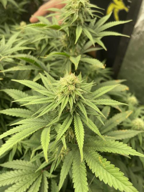 Orange Bud & Cherry Poppers (OGgrow). Week 16 - Bud #2