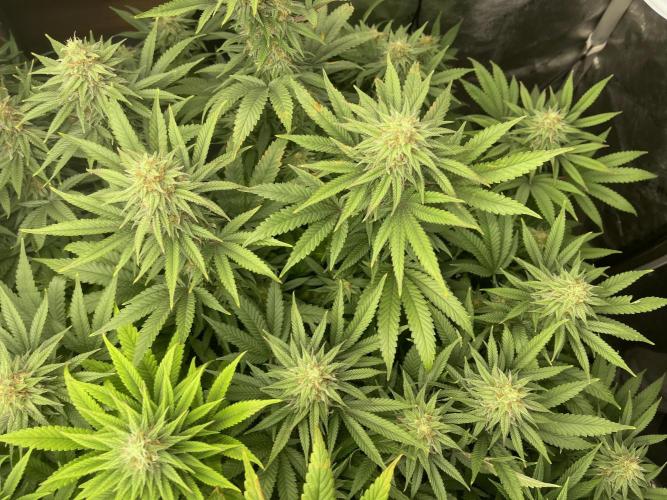 Orange Bud & Cherry Poppers (OGgrow). Week 17 - Day 128 #2 Orange Bud 