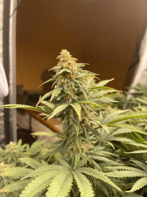 Orange Bud & Cherry Poppers (OGgrow). Week 17 - Bud #2 Orange Bud