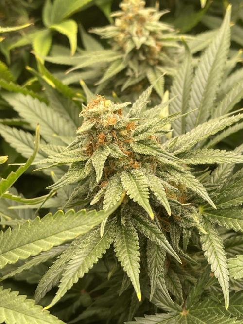 Orange Bud & Cherry Poppers (OGgrow). Week 17 - Bud OB