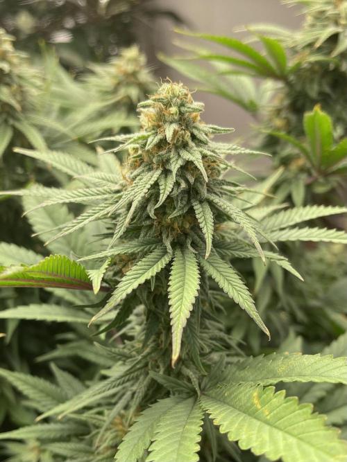 Orange Bud & Cherry Poppers (OGgrow). Week 17 - Bud OB