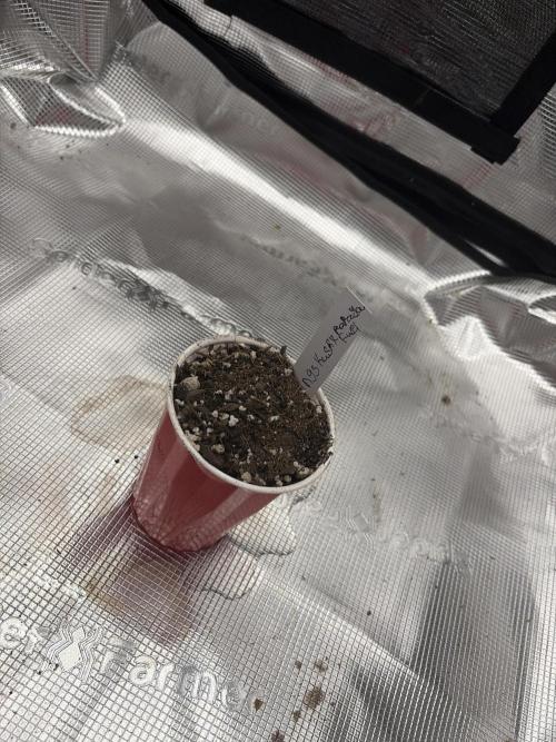 Kings kush x papaya fuel. Week 0 - Kings kush x papaya fuel 
