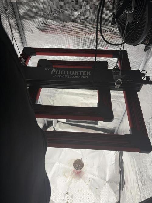 Kings kush x papaya fuel. Week 0 - New photontek light wondering about this light and how it will affect the plant 