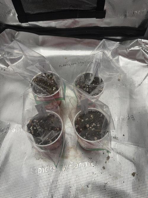 Kings kush x papaya fuel. Week 0
