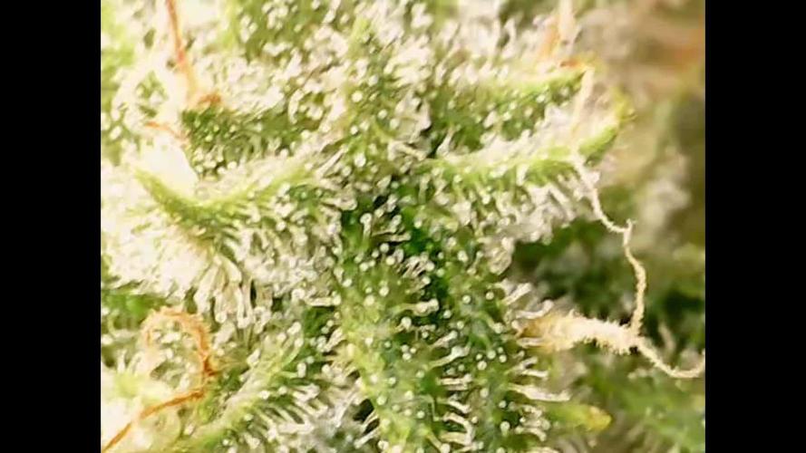 Tropicana Cookies FF Cut V2 x Fast Buds
