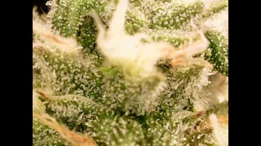Rainbow Melon x Fast Buds