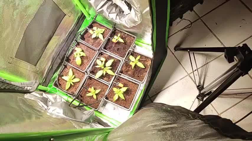 Small Tent, Big Dreams