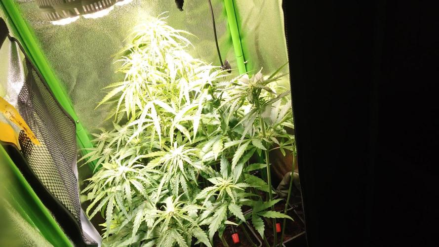 Small Tent, Big Dreams
