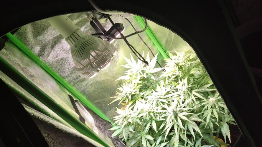 Small Tent, Big Dreams