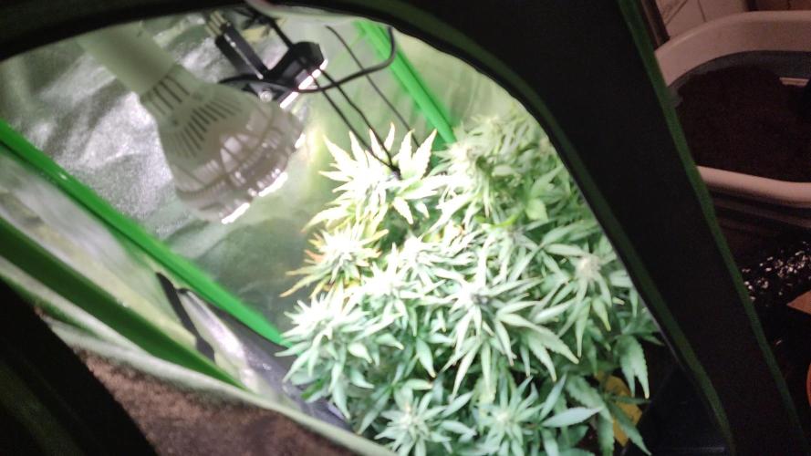 Small Tent, Big Dreams