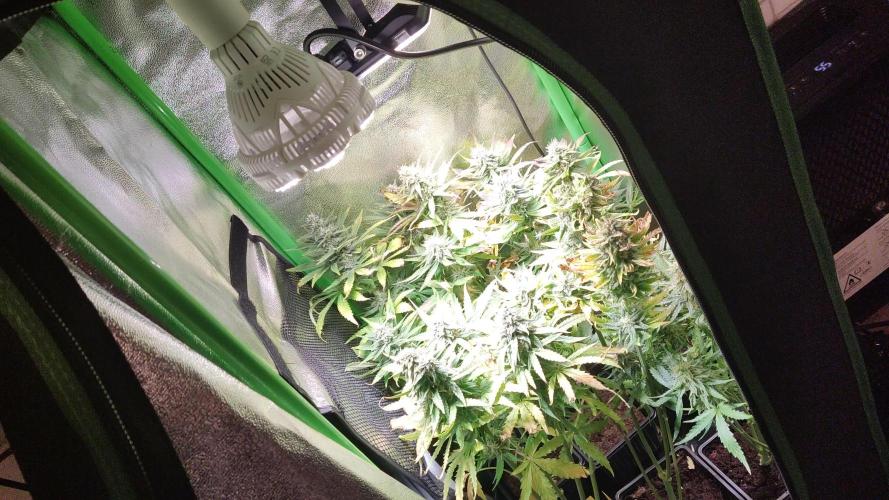 Small Tent, Big Dreams
