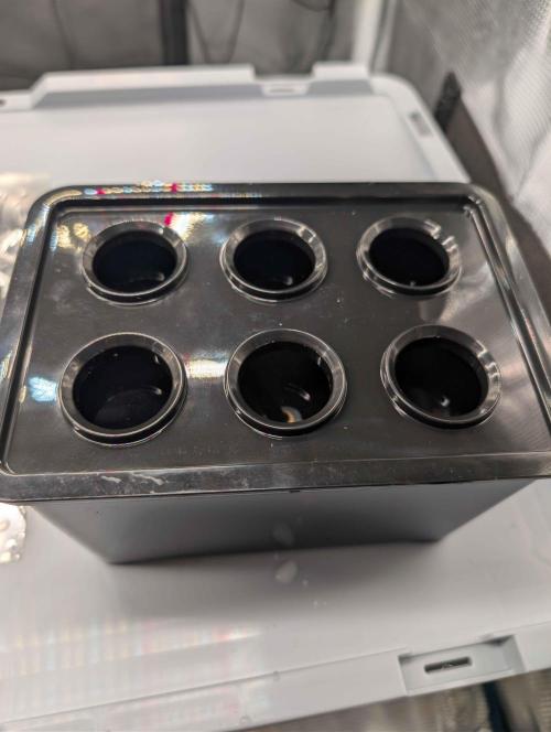 Criminal Seeds x Snowball x Spritzer. Week 0 - Propagator