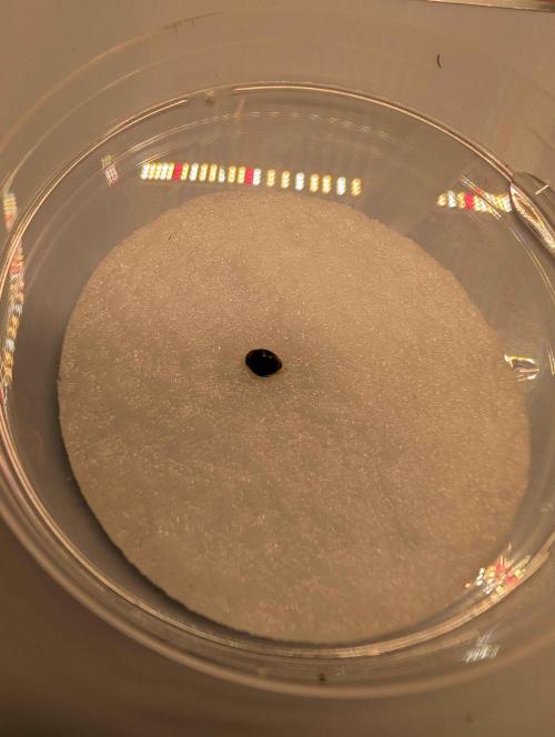 Criminal Seeds x Snowball x Spritzer. Week 0 - Seed