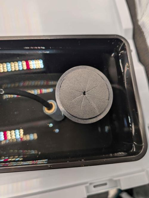 Criminal Seeds x Snowball x Spritzer. Week 0 - Neoprene ring