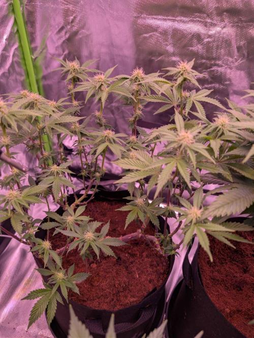 Girl Scout Cookies — Barneys Farm. Week 15