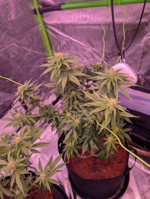 Graffiti Dreams – Permanent Marker. Week 11