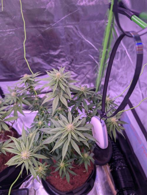 Graffiti Dreams – Permanent Marker. Week 11