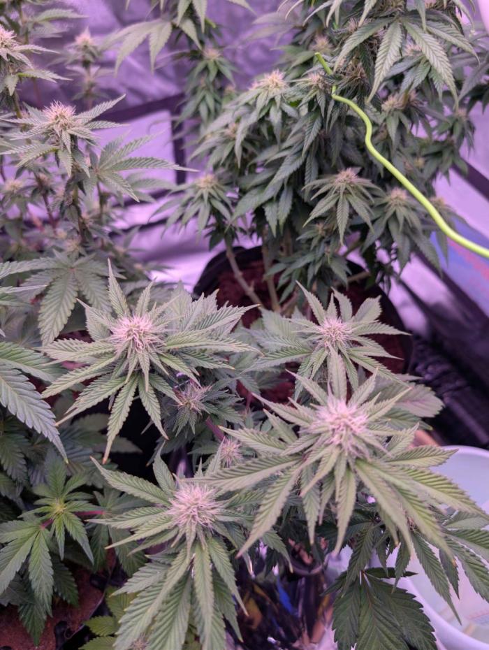 From Cut to Cup: GSC Kratky. Week 8