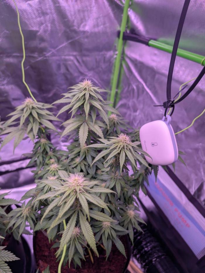 Graffiti Dreams – Permanent Marker. Week 12