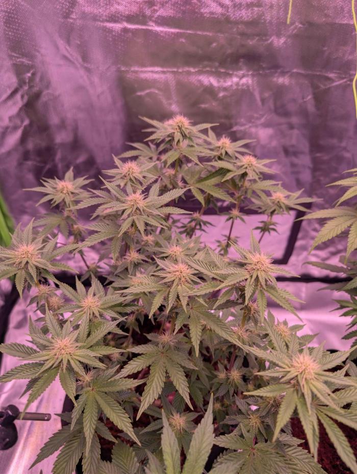 Girl Scout Cookies — Barneys Farm. Week 16
