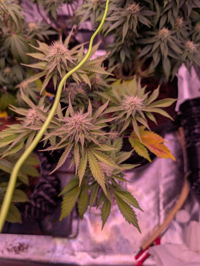 From Cut to Cup: GSC Kratky. Week 9