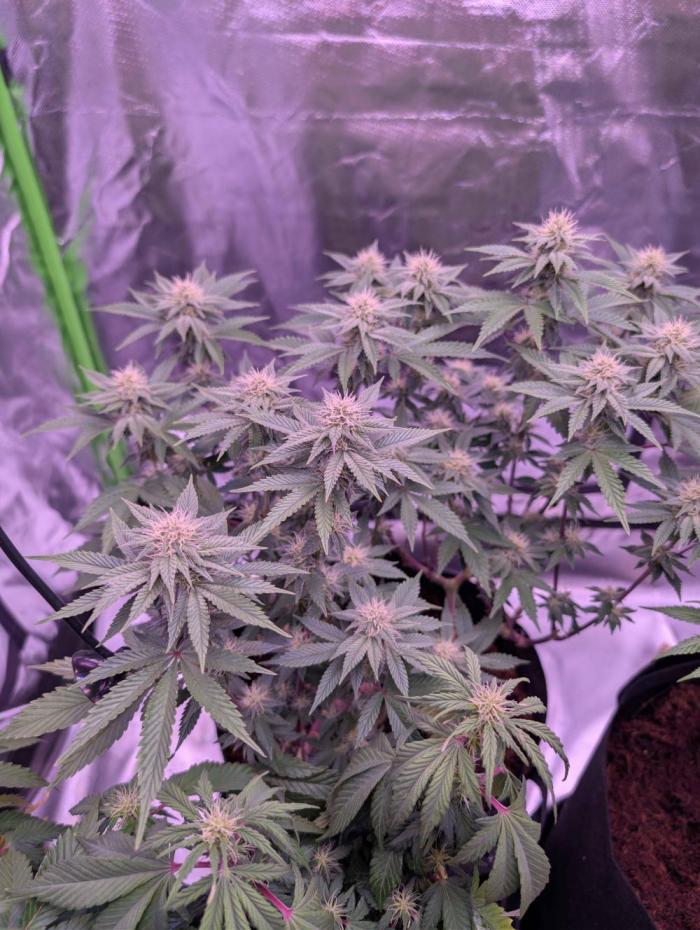 Girl Scout Cookies — Barneys Farm. Week 17