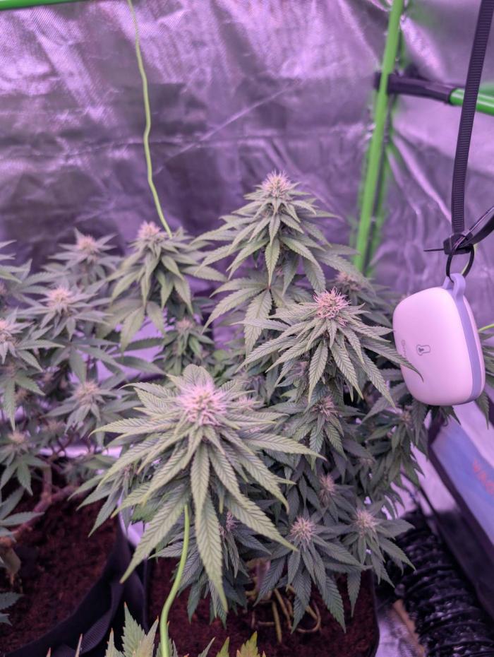 Graffiti Dreams – Permanent Marker. Week 13