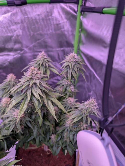 Graffiti Dreams – Permanent Marker. Week 14