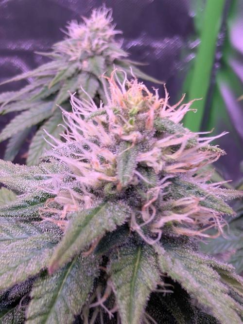 Graffiti Dreams – Permanent Marker. Week 14