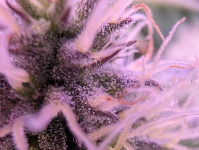 From Cut to Cup: GSC Kratky. Week 10