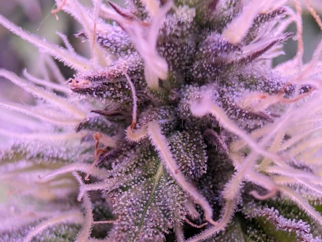 From Cut to Cup: GSC Kratky. Week 10