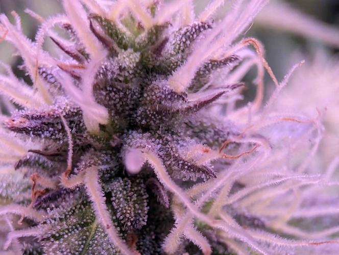 From Cut to Cup: GSC Kratky. Week 10