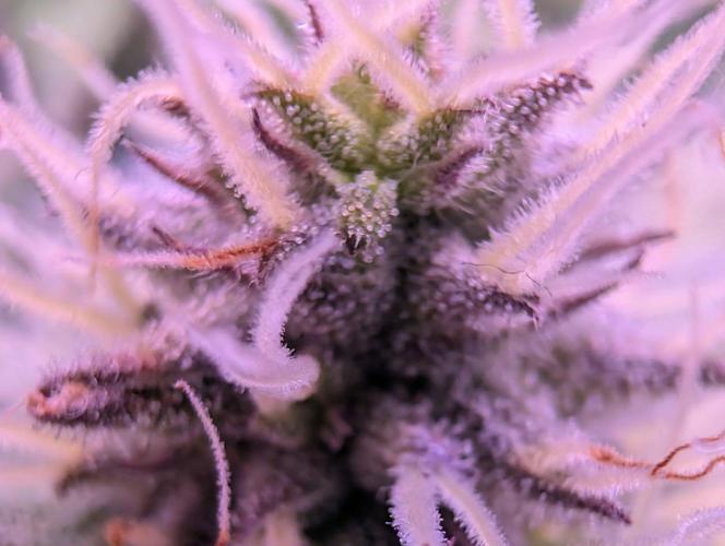 From Cut to Cup: GSC Kratky. Week 10