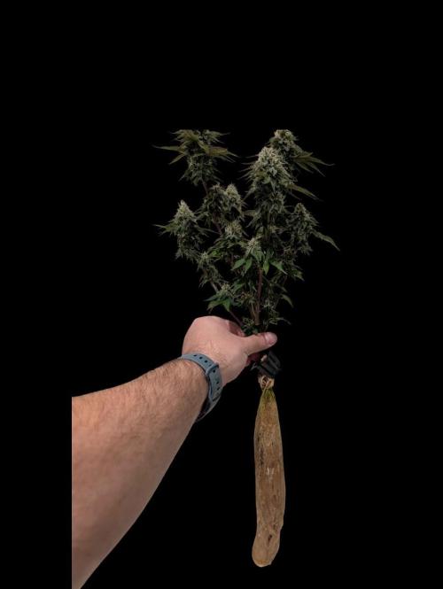 From Cut to Cup: GSC Kratky. Week 11